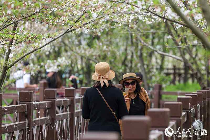  【文旅深度】15万株樱花如何炼成皖北爆款：固镇樱花季的数据逻辑与运营复盘 文化旅游 【文旅深度】15万株樱花如何炼成皖北爆款：固镇樱花季的数据逻辑与运营复盘 文化旅游