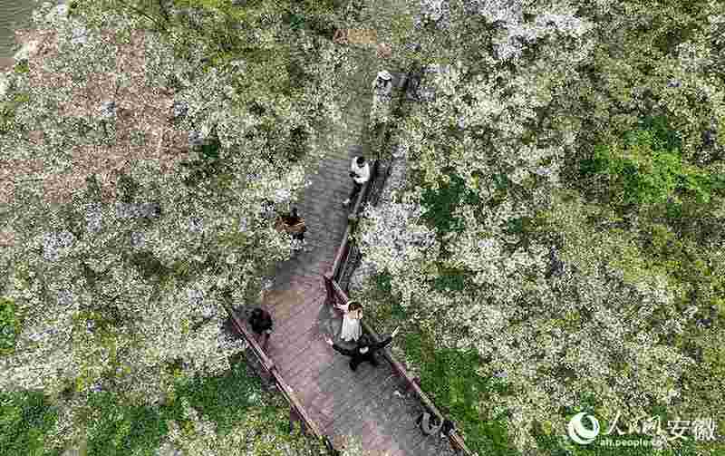  【文旅深度】15万株樱花如何炼成皖北爆款：固镇樱花季的数据逻辑与运营复盘 文化旅游 【文旅深度】15万株樱花如何炼成皖北爆款：固镇樱花季的数据逻辑与运营复盘 文化旅游