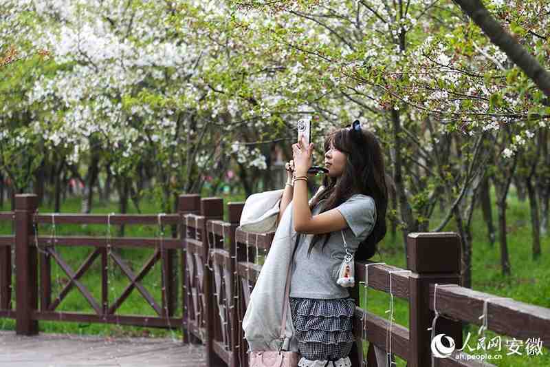  【文旅深度】15万株樱花如何炼成皖北爆款：固镇樱花季的数据逻辑与运营复盘 文化旅游 【文旅深度】15万株樱花如何炼成皖北爆款：固镇樱花季的数据逻辑与运营复盘 文化旅游