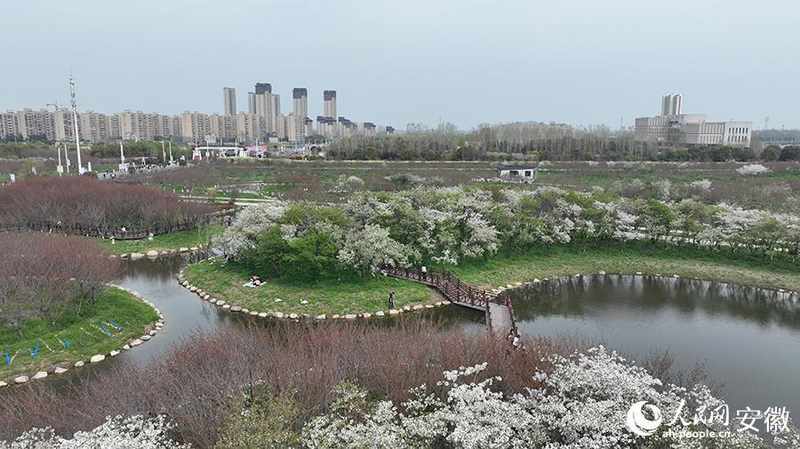  【文旅深度】15万株樱花如何炼成皖北爆款：固镇樱花季的数据逻辑与运营复盘 文化旅游 【文旅深度】15万株樱花如何炼成皖北爆款：固镇樱花季的数据逻辑与运营复盘 文化旅游