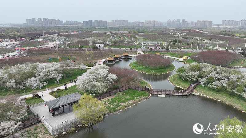  【文旅深度】15万株樱花如何炼成皖北爆款：固镇樱花季的数据逻辑与运营复盘 文化旅游 【文旅深度】15万株樱花如何炼成皖北爆款：固镇樱花季的数据逻辑与运营复盘 文化旅游