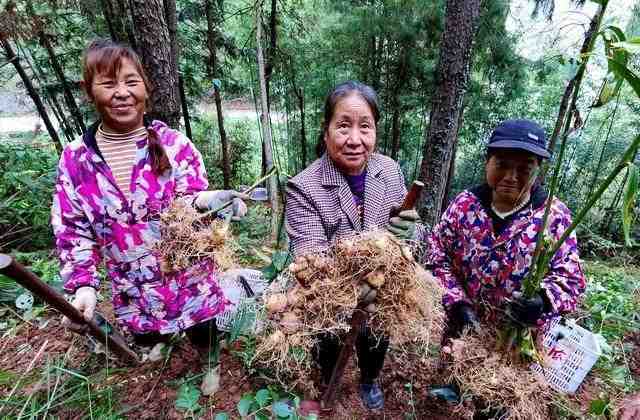  林业标准地：打开森林资源价值转化的制度之门 新闻